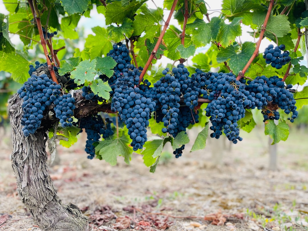 Petrus Wine: The Ultimate Indulgence for Wine Connoisseurs